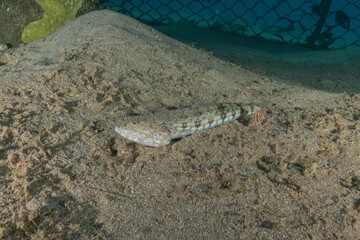 Fish swimming in the Red Sea, colorful fish, Eilat, Israel
