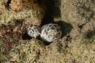 Moray eel Mooray lycodontis undulatus in the Red Sea, Eilat Israel
