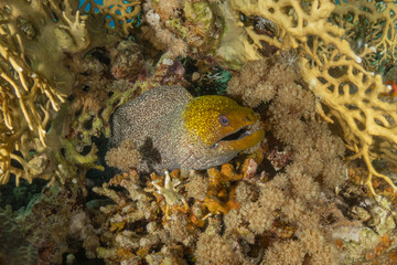 Moray eel Mooray lycodontis undulatus in the Red Sea, Eilat Israel
