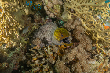 Moray eel Mooray lycodontis undulatus in the Red Sea, Eilat Israel
