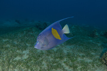 Fish swimming in the Red Sea, colorful fish, Eilat, Israel
