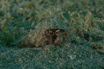 Crab in the Red Sea Colorful and beautiful, Eilat Israel