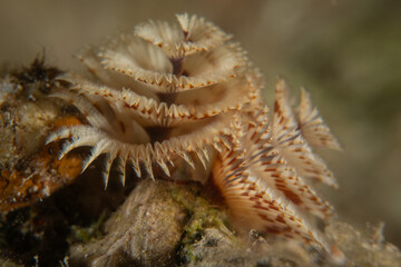 Coral reef and water plants in the Red Sea, Eilat Israel
