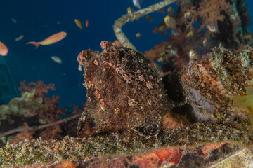 Frog fish in the Red Sea Colorful and beautiful, Eilat Israel
