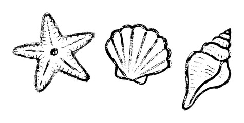 Starfish scallop and conch shell collection ocean