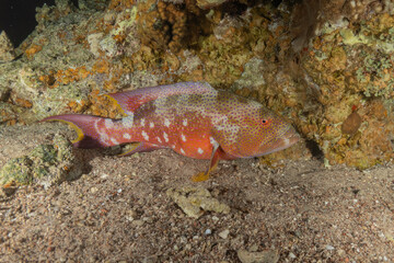 Fish swimming in the Red Sea, colorful fish, Eilat, Israel
