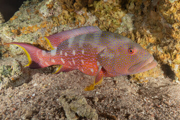 Fish swimming in the Red Sea, colorful fish, Eilat, Israel
