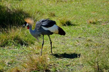 crowned crane bird