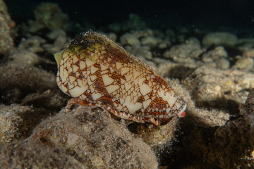 Conus Textile On the seabed in the Red Sea, Eilat Israel
