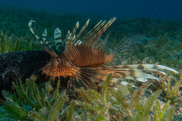Lionfish (Pterois miles) in the Red Sea, colorful fish, Eilat, Israel
