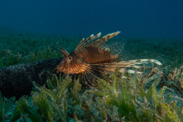 Lionfish (Pterois miles) in the Red Sea, colorful fish, Eilat, Israel
