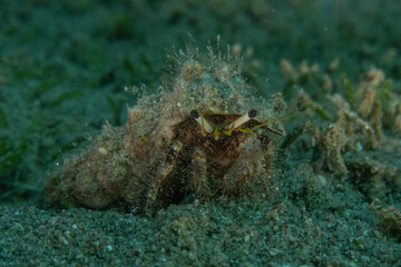 Hermit Crab in the Red Sea Colorful and beautiful, Eilat Israel