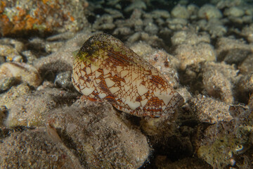 Conus Textile On the seabed in the Red Sea, Eilat Israel
