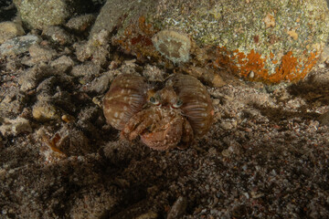 Hermit Crab in the Red Sea Colorful and beautiful, Eilat Israel