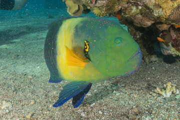 Fish swimming in the Red Sea, colorful fish, Eilat, Israel

