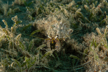 Hermit Crab in the Red Sea Colorful and beautiful, Eilat Israel