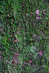 Close-up of lush vegetation growing on a tree trunk in a humid environment, showcasing natural moss and small plants thriving on damp bark.