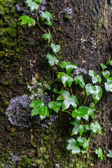 Close-up of lush vegetation growing on a tree trunk in a humid environment, showcasing natural moss and small plants thriving on damp bark.