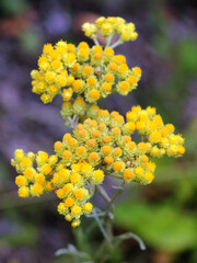 In the wild, the blooms Helichrysum arenarium