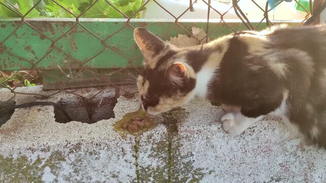 Cat lives in deplorable conditions surrounded by rusty metal and bars while eating spilled food that was carelessly thrown on the concrete.
