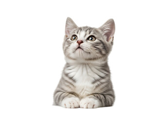 Obraz premium Illustration of curious kitten looking up with paws resting isolated on transparent background