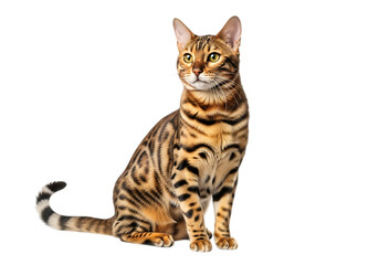 Illustration of bengal cat sitting looking to the side isolated on transparent background