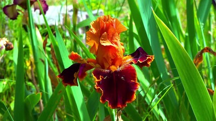 Blooming red Iris garden, decorative hybrid in a garden collection