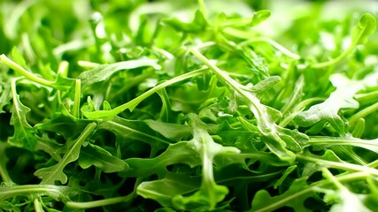 Vibrant close up shot of fresh and organic arugula, perfect for healthy eating concepts and recipe