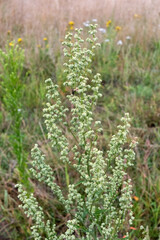 Mugwort growing in meadow with blurred background