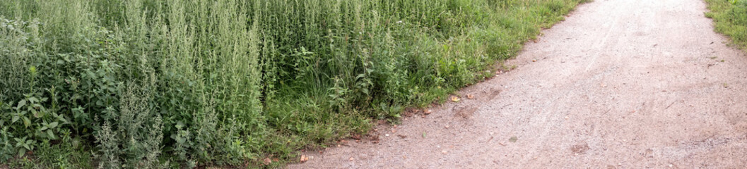 Gravel path winding through lush green vegetation
