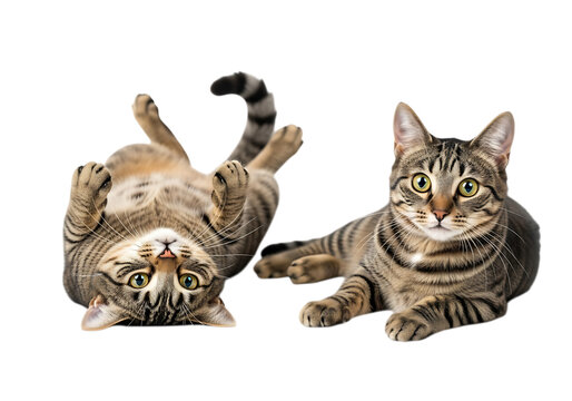 Illustration of two tabby cats playing and relaxing together isolated on transparent background