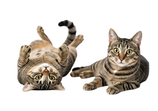 Illustration of two tabby cats playing and relaxing together isolated on transparent background