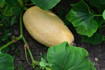 Butternut Squash Growing in Garden close up