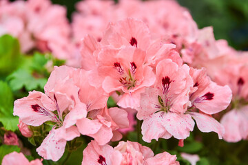 Blooming Pelargonien (Geranien) flower varios colors