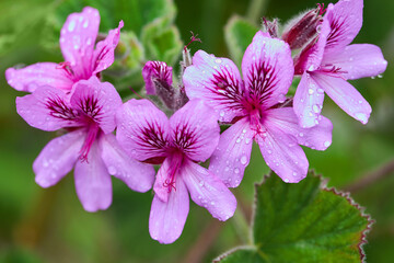 Blooming Pelargonien (Geranien) flower varios colors