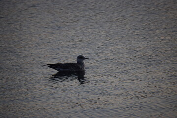 seagull on the beach