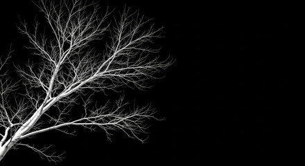 Bare tree branches against a stark black background.