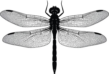 Vector art of detailed dragonfly illustration in black and white perfect for nature designs and vintage themed projects