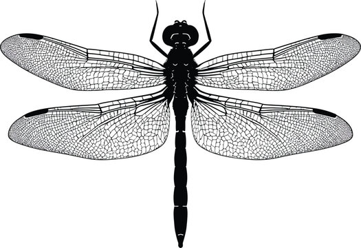 Vector art of detailed dragonfly illustration in black and white perfect for nature designs and vintage themed projects