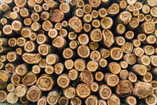 Logs of wood stacked in the forest showcasing deforestation