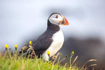 Puffin perched on grass with yellow flowers near cliff edge in Icelandic landscape