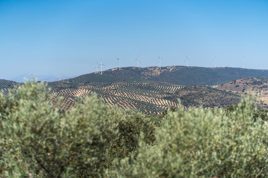 Wind turbines on a hill with rows of olive trees