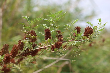 Glycyrrhiza echinata (chinese licorice) is a species of flowering plant in the genus Glycyrrhiza