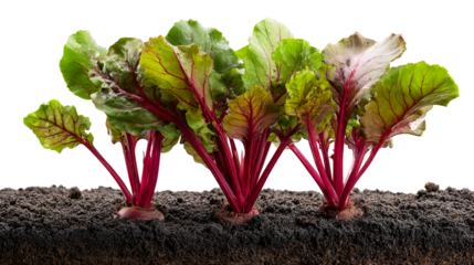 Young beet plants growing in soil isolated on transparent background