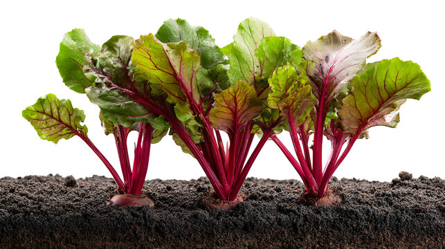 Young beet plants growing in soil isolated on transparent background
