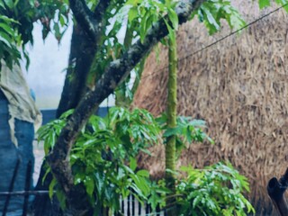Vibrant green tree capturing tranquil natural beauty in the outdoors 