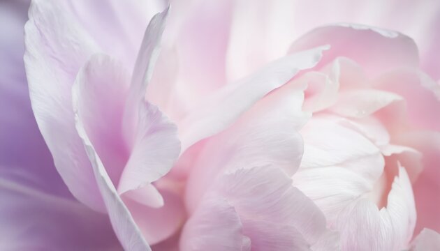 Soft pink peony flower petals in macro closeup. Delicate floral background with pastel colors. Gentle texture of lush, elegant blossom conveys romance and natural beauty.