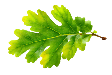 Green oak leaf with yellowing edges isolated on transparent background
