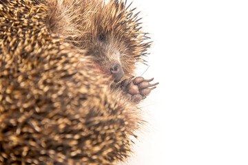 Cute hedgehog curled up, resting comfortably against a plain background