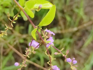 Fresh Green leaves close up photo with texture details